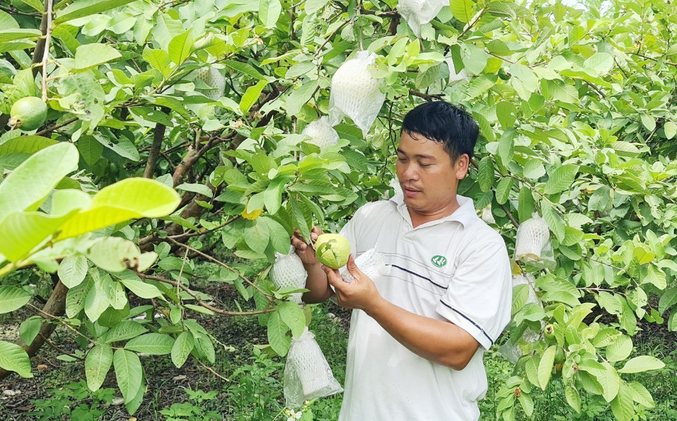 Organic agricultural production promoted in Hanoi