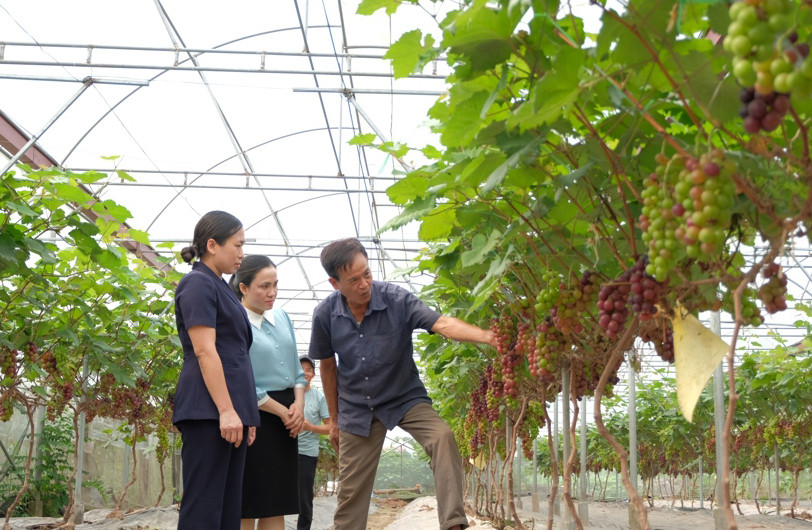 Hanoi focuses on green agricultural production