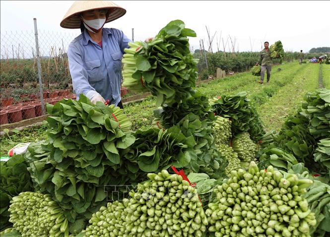 Hanoi expands green agricultural production