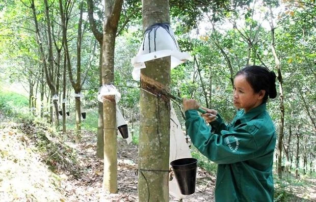 Vietnam earns 1 7 billion USD from rubber exports in eight months