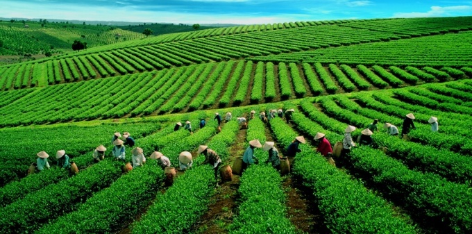 Vietnam earns US 162 million from tea exports