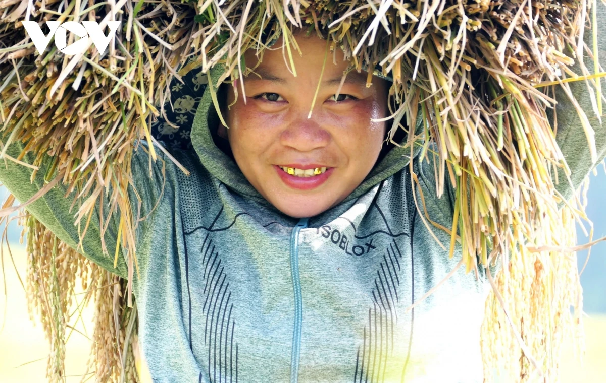 Golden season in Lai Chau Highlands