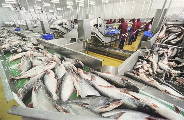 China spends 21 million USD importing pangasius fish maws from Vietnam