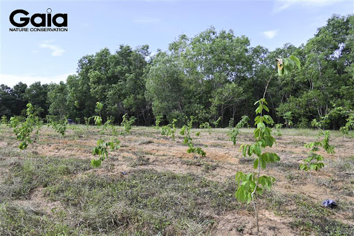 Gaia promotes afforestation to reduce natural disaster damage