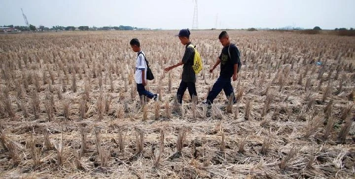 Indonesia launches agriculture revitalisation programme