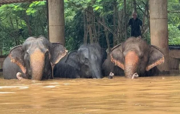 Thailand Over 100 elephants evacuated from sanctuary as flooding worsens