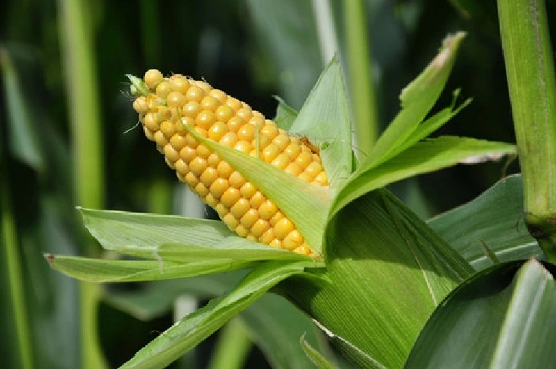 Vietnam spends 1 11 billion USD on importing corn from Argentina