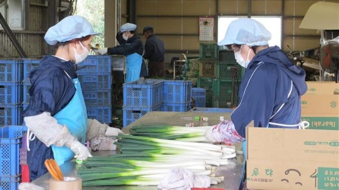 Japan expands opportunities for Vietnamese workers in two new sectors