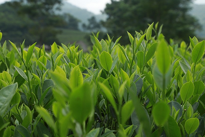 Tea exports to Chinese market enjoy sharp increase