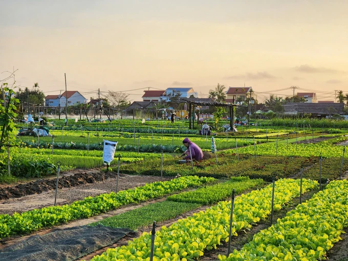 Tra Que vegetable village recognized as best tourist village in 2024