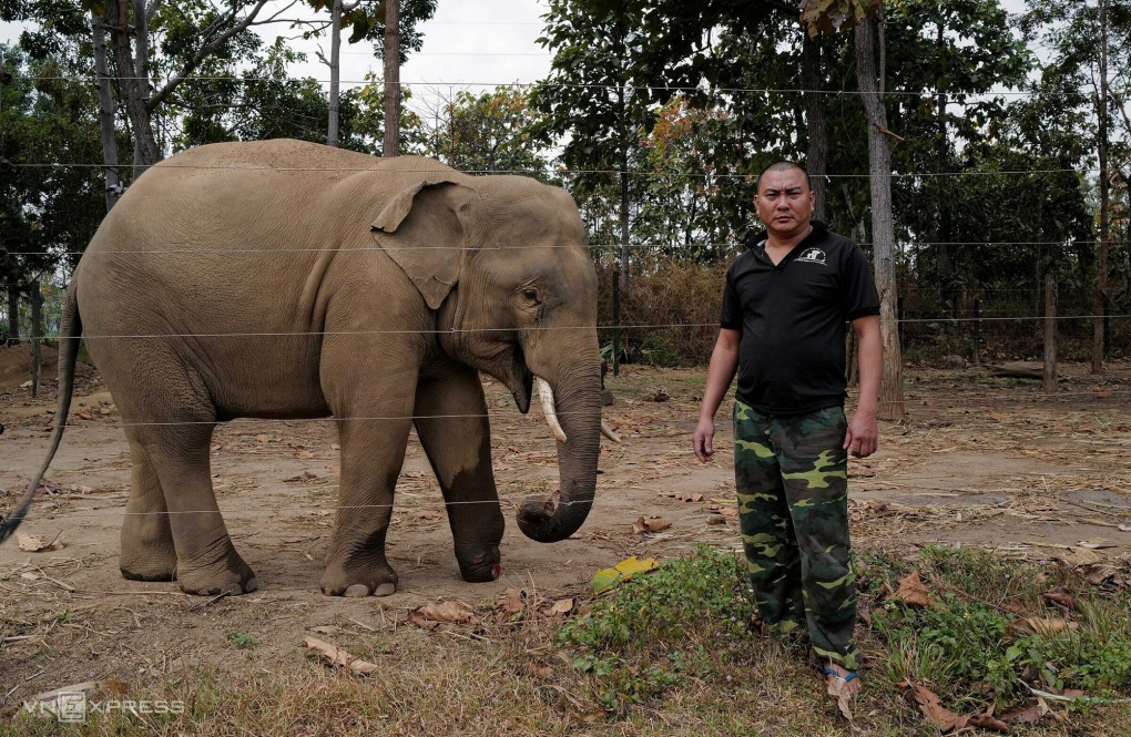 Vietnam develops elephant conservation plan