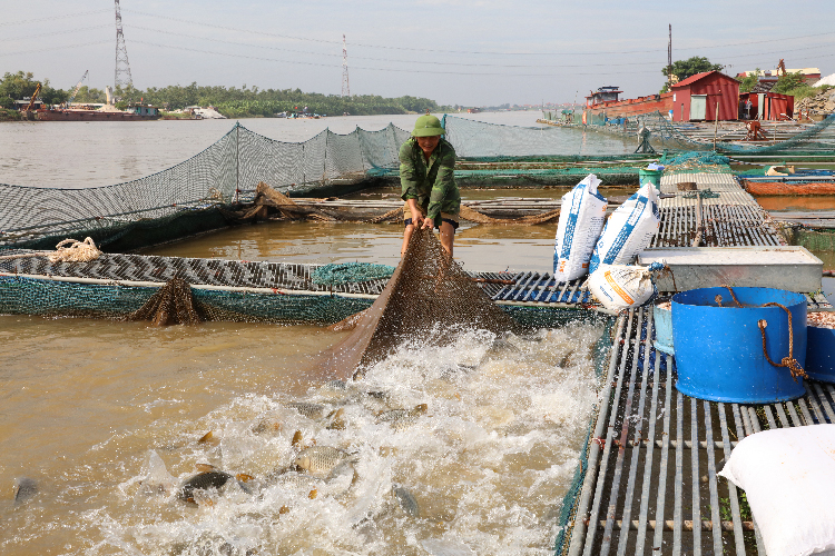 Bac Ninh’s total aquaculture output in nine months reaches over 29,350 tons
