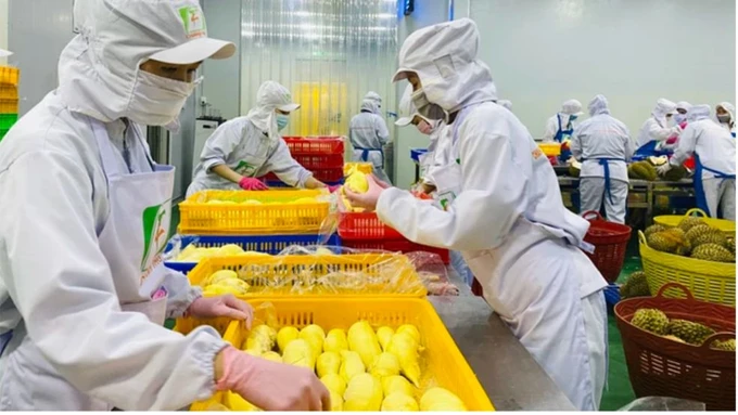 Fruit and vegetable exports to hit 7 2 billion USD in 2024