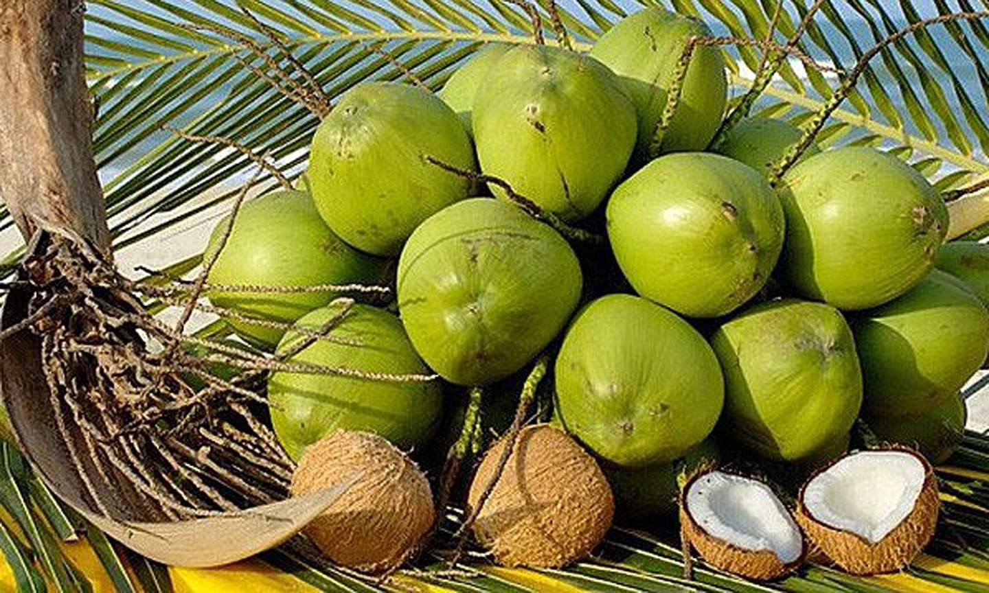 Great potential from coconut export