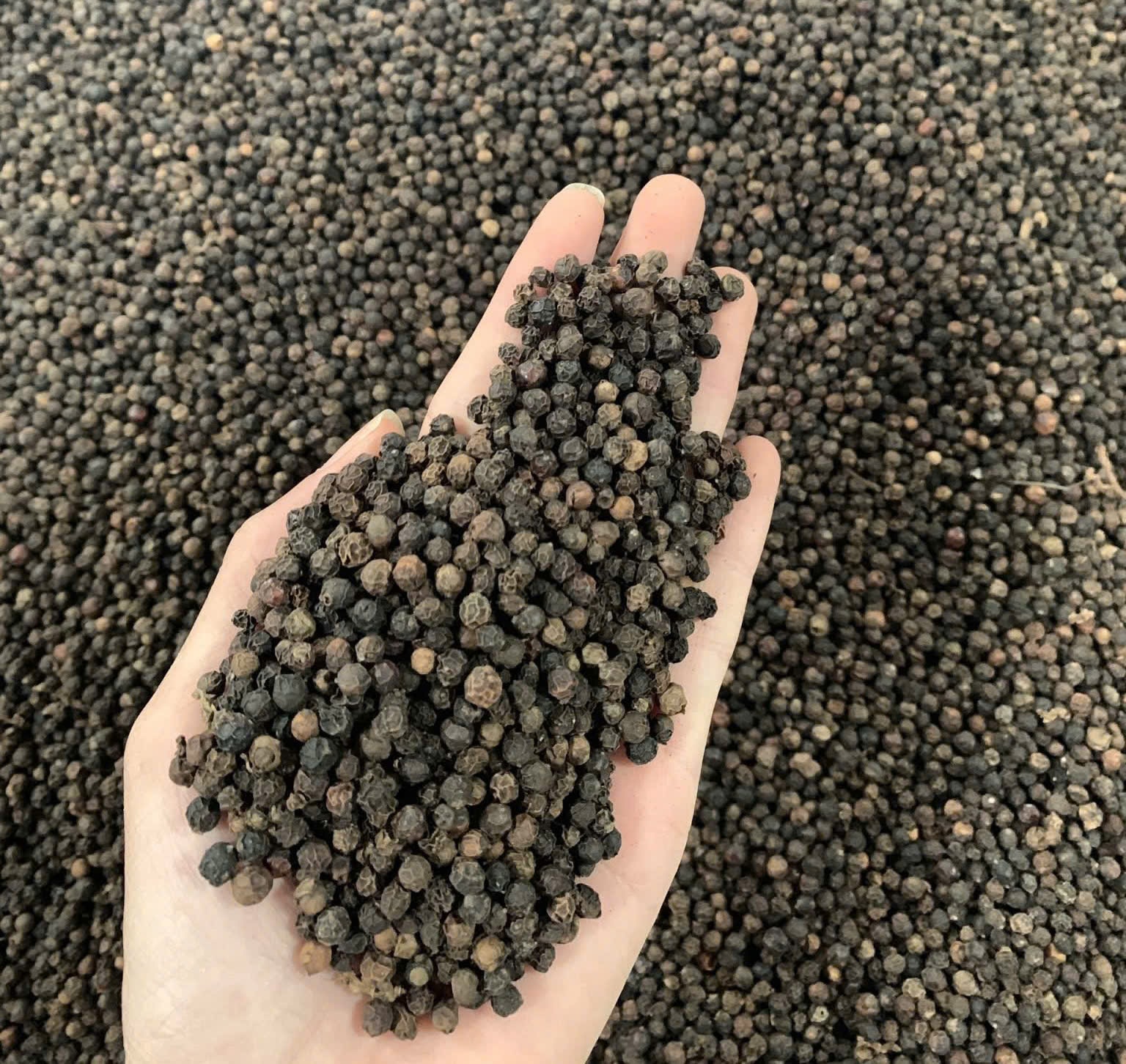 Vietnam spends 145 6 million USD importing pepper