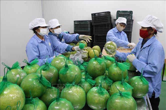 Red-fleshed and green-skinned grapefruits exported to EU