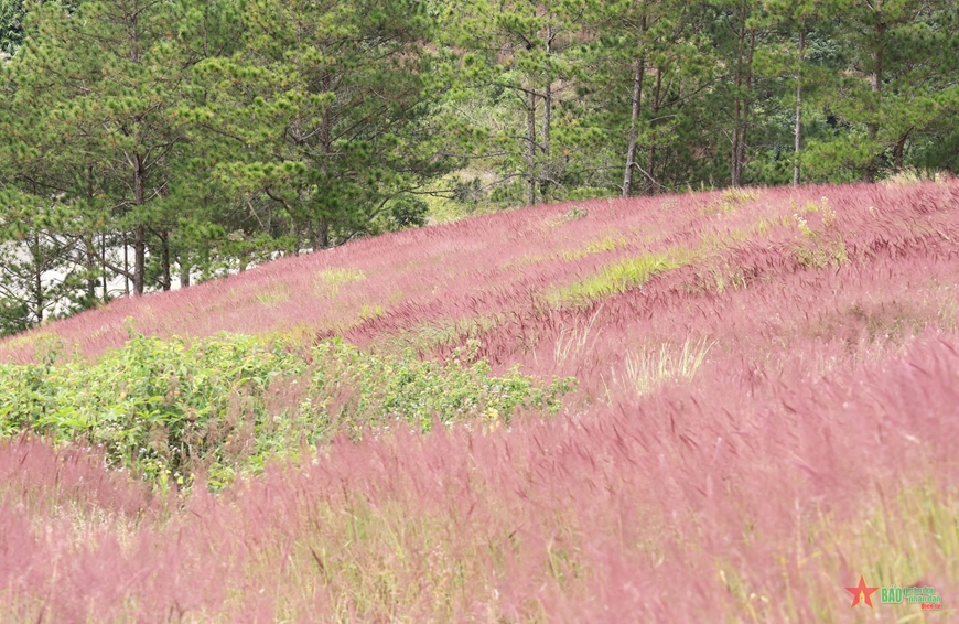Pink grass season on Langbiang Plateau
