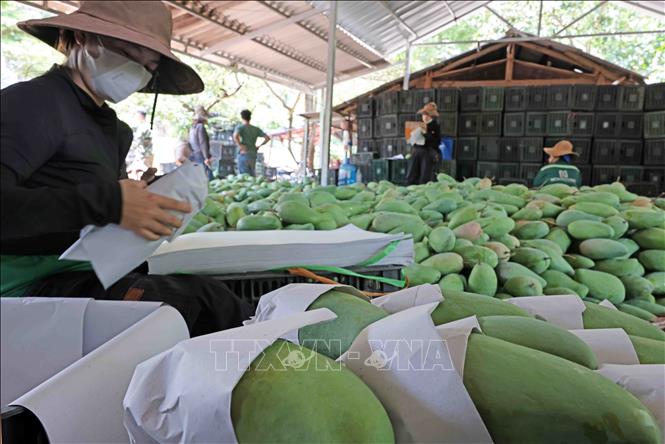 Vietnam’s fruit, vegetable exports fulfill target ahead of schedule