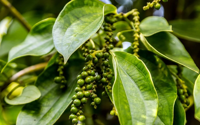 Vietnam earns over 1 2 billion USD from pepper exports in 11 months