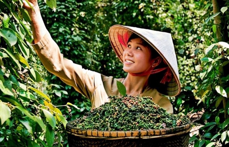 US emerges as largest importer of Vietnam’s pepper