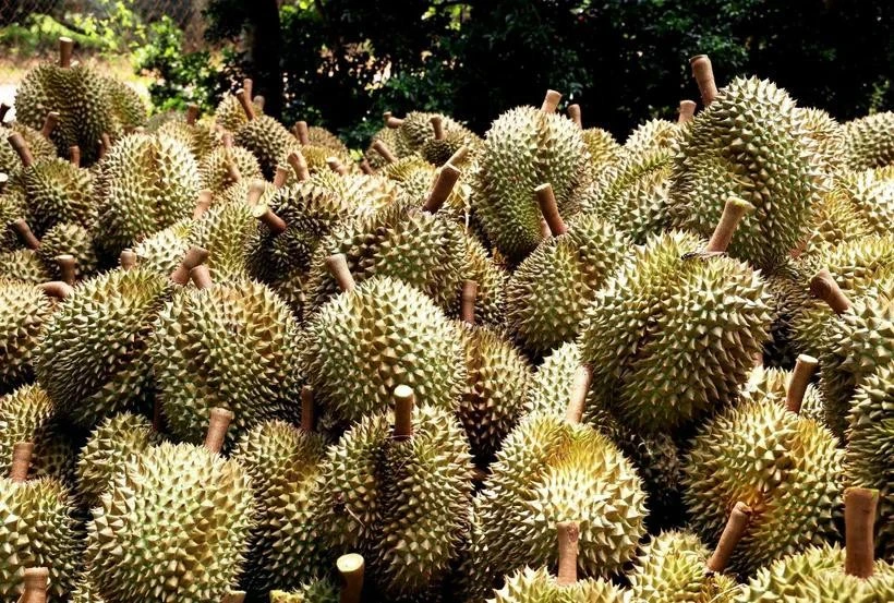 Indonesia promotes direct durian export to China