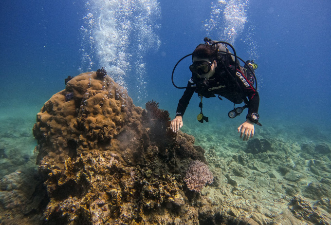 Suspension de la plongée sous-marine pour protéger les récifs coralliens de la baie de Nha Trang