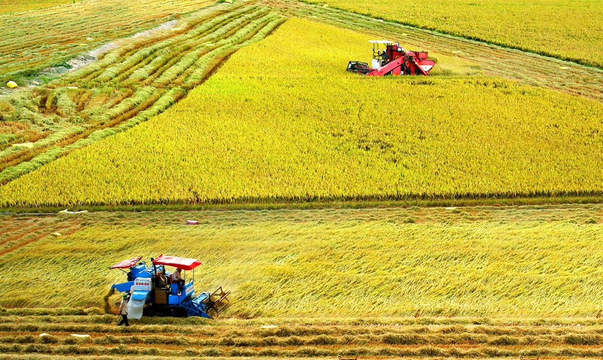Le delta du Mékong développe un projet de riz de haute qualité d un million d hectares