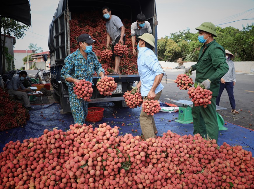 Bac Giang entre dans une importante récolte de litchis