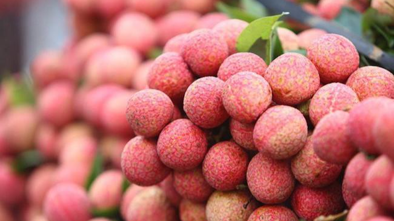 Malgré des frais élevés, le litchi vietnamien débarque en Australie