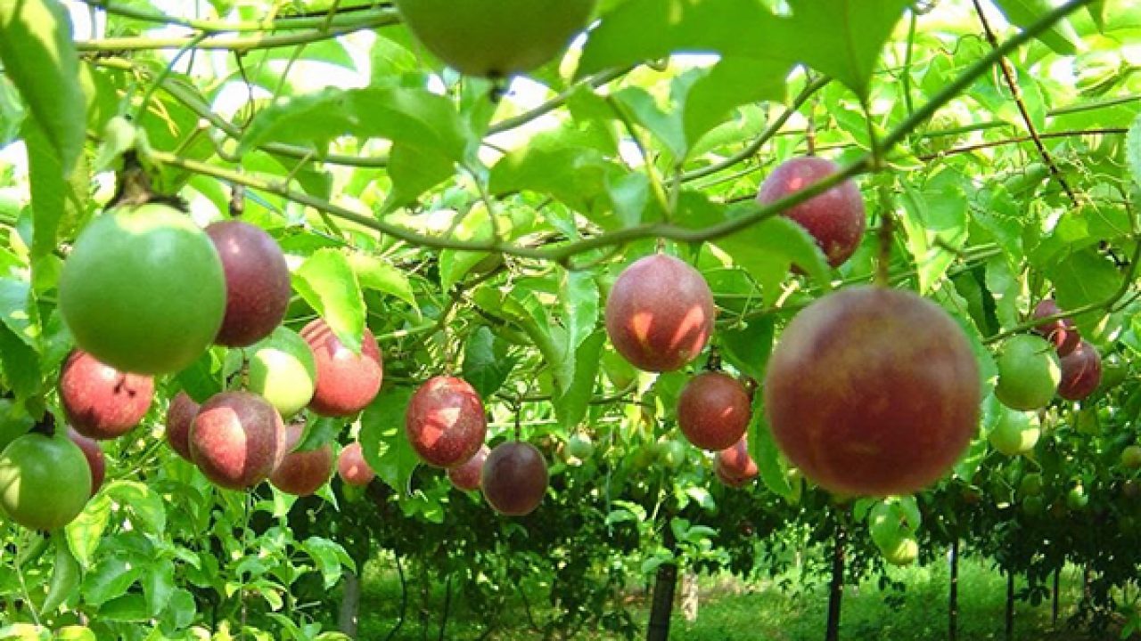 Le Vietnam peut exporter des fruits de la passion vers la Chine à partir du 1er juillet