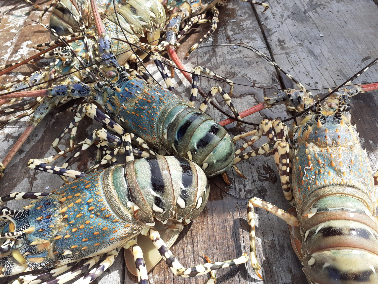Les exportations de homard multipliées par 30