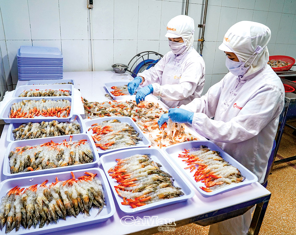 Les exportations de crevettes vers l’UE enregistrent une forte croissance