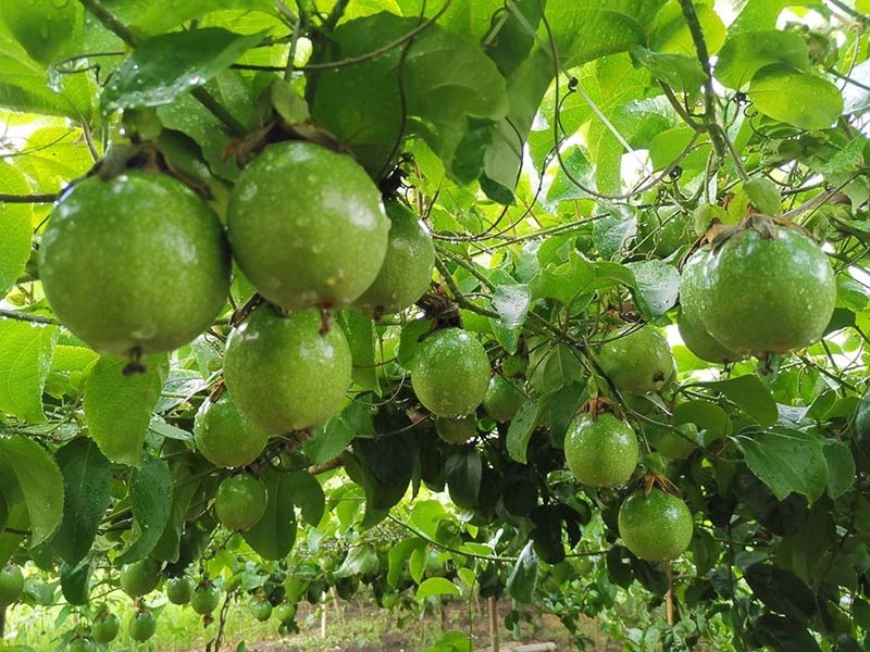 L exportation pilote officielle de fruits de la passion vers la Chine