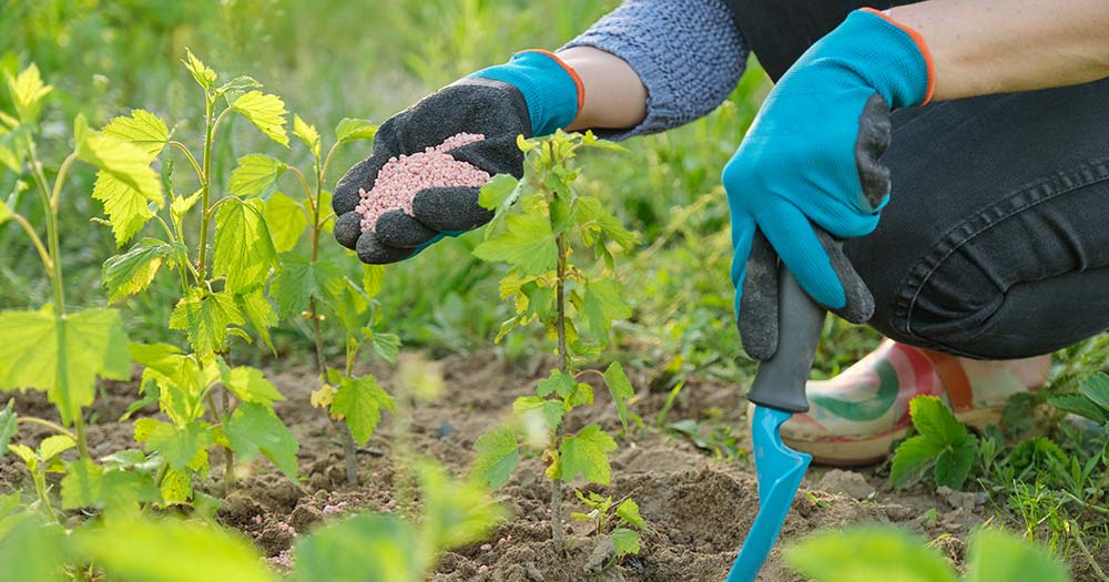 1er semestre les exportations d engrais dépassent le total de toute l année 2021