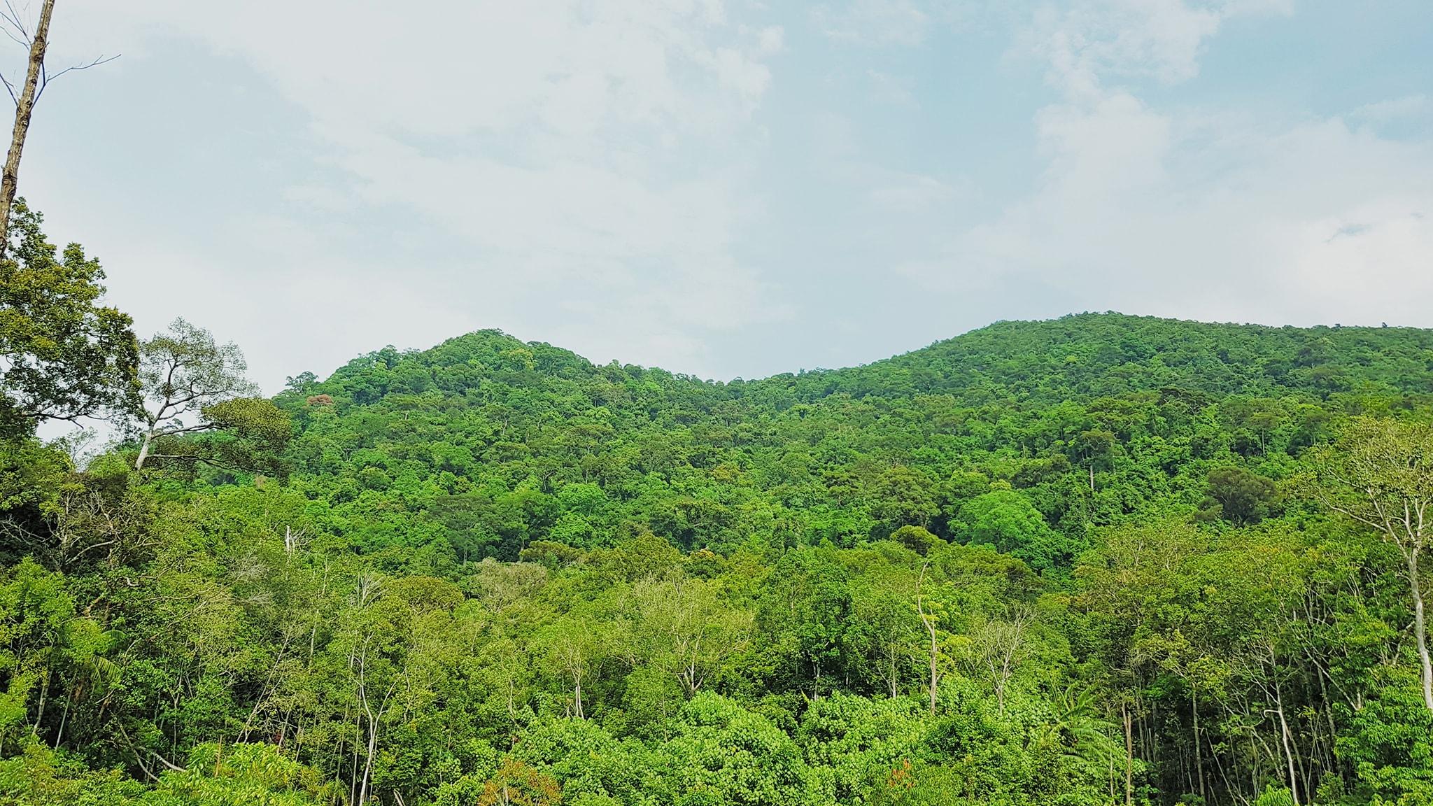 Programme de développement forestier durable pour la période 2021-2025 approuvé