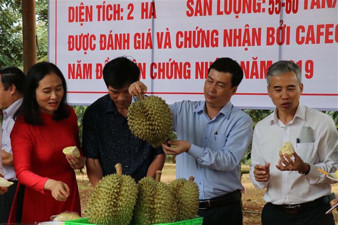 Le district de Dak Lak accueillera le premier festival du durian