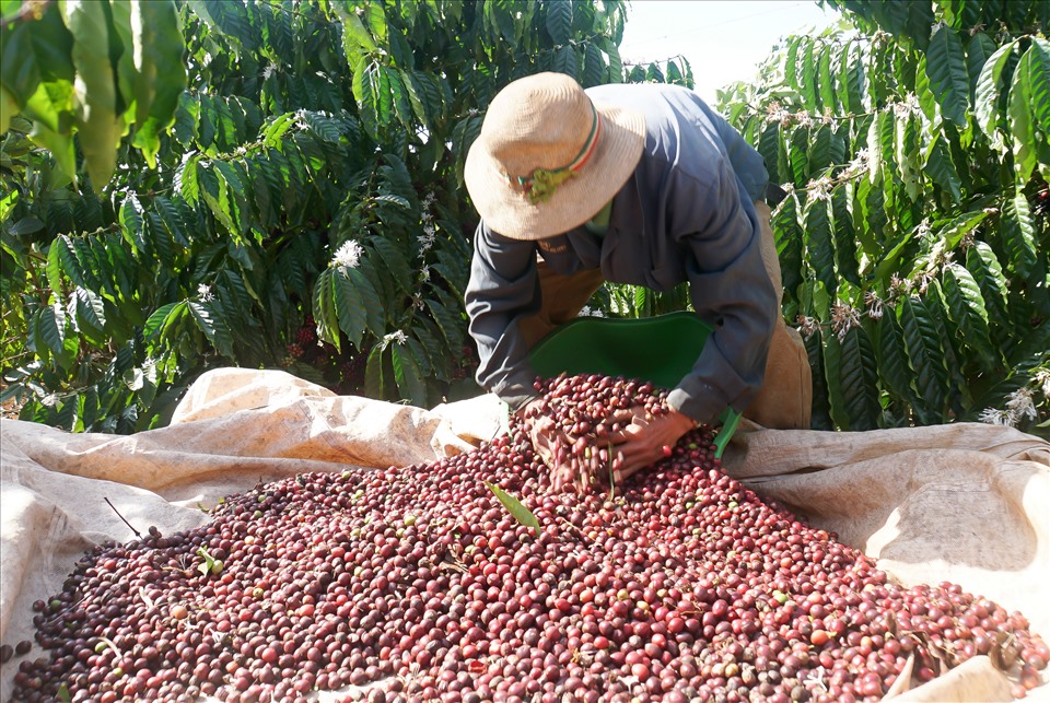 Élargir les parts de marché du café vietnamien au Royaume-Uni
