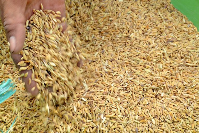 Distribution de plus de 647 tonnes de semences de riz pour la province de Quang Ngai