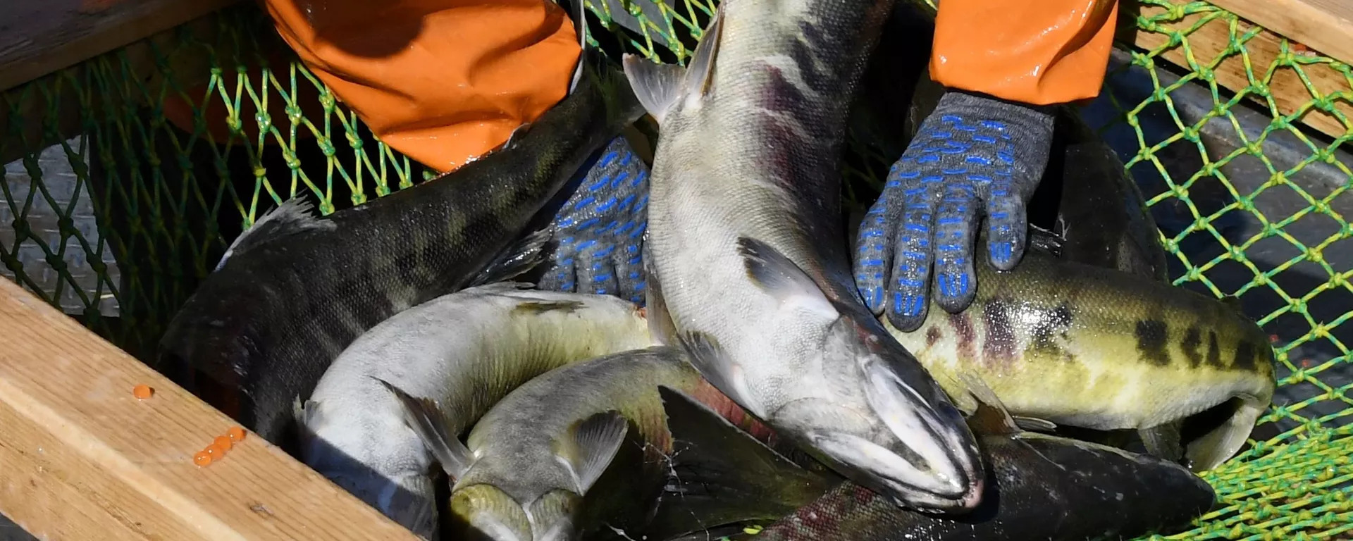 La filière pangasius ambitionne d exporter pour plus de 200 millions USD vers l UE