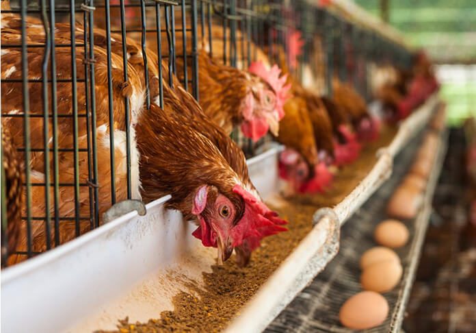 Réduire la dépendance aux importations de l industrie de la nutrition animale vietnamienne