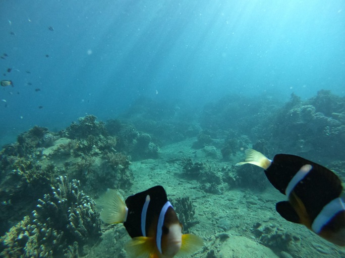 ONU début de la Conférence intergouvernementale sur la biodiversité marine