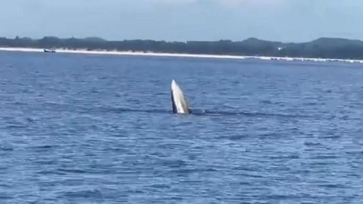 Une baleine apparaît dans les eaux de Quang Ninh