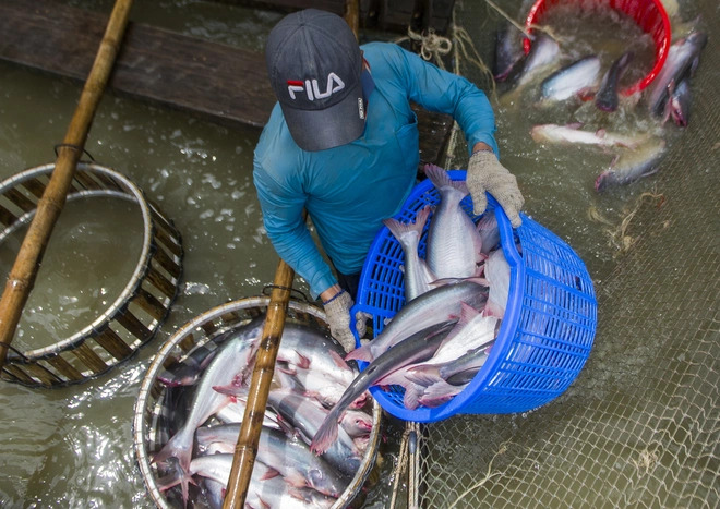 Inflation à un niveau record, Britanniques se tournent vers le pangasius vietnamien