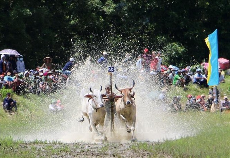 Festival traditionnel des courses de boeufs du peuple khmer