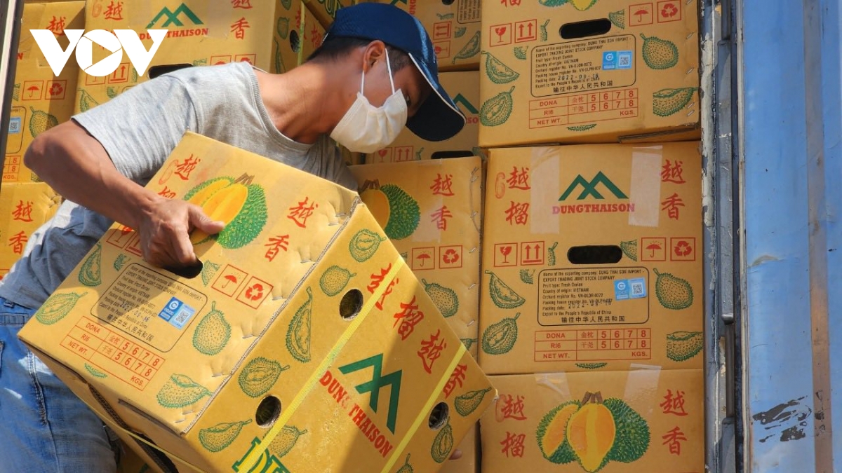 Un premier lot de durians exporté vers la Chine
