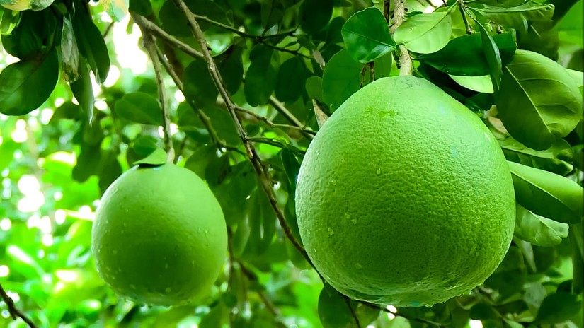 Plus d opportunités pour l export des pamplemousses sur les principaux marchés