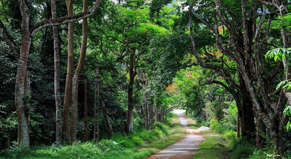 Le parc national de Cuc Phuong reconnu comme le premier parc national d Asie en 2022