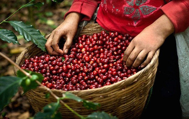 Le café vietnamien accroît ses parts de marché au Royaume-Uni