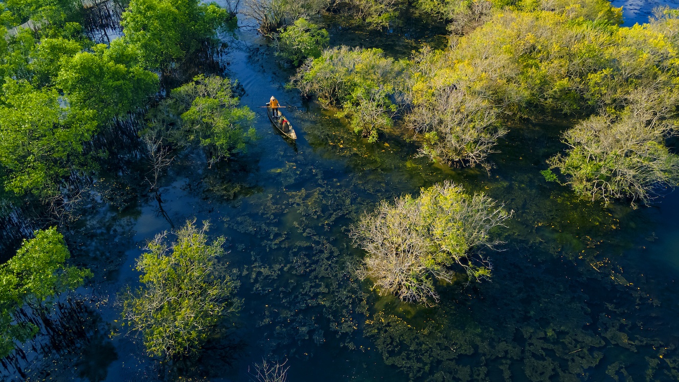 La mangrove de Ru Cha à l automne