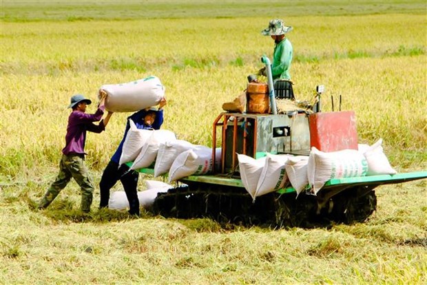 La production de riz à faible émission de carbone aide le Vietnam à atteindre son objectif d émissions